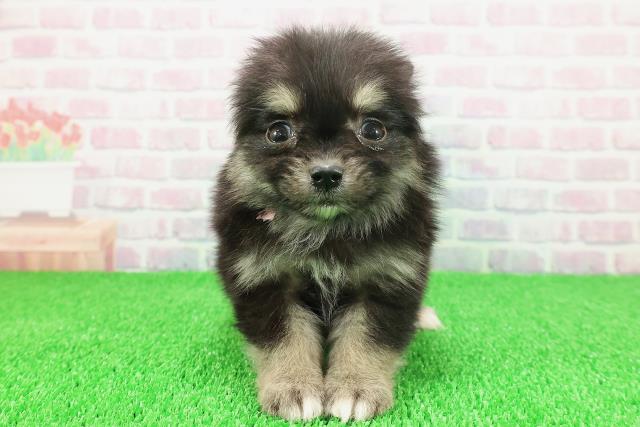 東京都のポメチワ/チワポメ/ポメチー(ポメラニアン×チワワ) (Coo&RIKU高円寺店/2025年11月22日生まれ/女の子/ブラックタンホワイト)の子犬の1枚目の画像