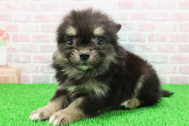 東京都のポメチワ/チワポメ/ポメチー(ポメラニアン×チワワ) (Coo&RIKU高円寺店/2025年11月22日生まれ/女の子/ブラックタンホワイト)の子犬の2枚目の画像