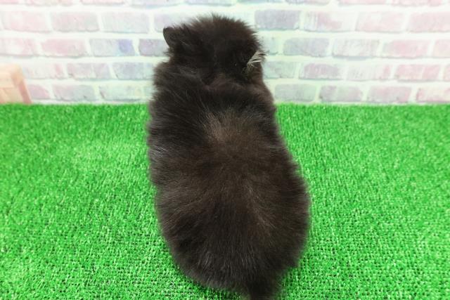 東京都のポメチワ/チワポメ/ポメチー(ポメラニアン×チワワ) (Coo&RIKU高円寺店/2025年11月22日生まれ/女の子/ブラックタンホワイト)の子犬の4枚目の画像