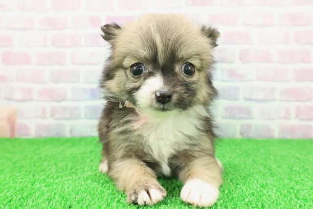 石川県のポメチワ/チワポメ/ポメチー(ポメラニアン×チワワ) (Coo&RIKUイオン野々市南店/2025年11月22日生まれ/女の子/オレンジセーブルホワイト)の子犬の1枚目の画像