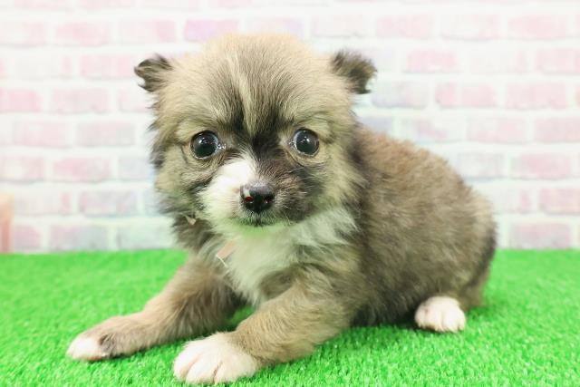 石川県のポメチワ/チワポメ/ポメチー(ポメラニアン×チワワ) (Coo&RIKUイオン野々市南店/2025年11月22日生まれ/女の子/オレンジセーブルホワイト)の子犬の2枚目の画像