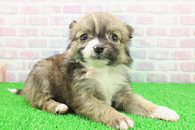 石川県のポメチワ/チワポメ/ポメチー(ポメラニアン×チワワ) (Coo&RIKUイオン野々市南店/2025年11月22日生まれ/女の子/オレンジセーブルホワイト)の子犬の3枚目の画像