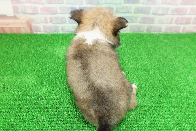 石川県のポメチワ/チワポメ/ポメチー(ポメラニアン×チワワ) (Coo&RIKUイオン野々市南店/2025年11月22日生まれ/女の子/オレンジセーブルホワイト)の子犬の4枚目の画像