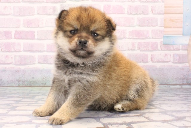 兵庫県のポメ柴/豆ポメ/ポメ豆柴(ポメラニアン×柴犬) (Coo&RIKU尼崎店/2025年11月20日生まれ/女の子/赤)の子犬の3枚目の画像