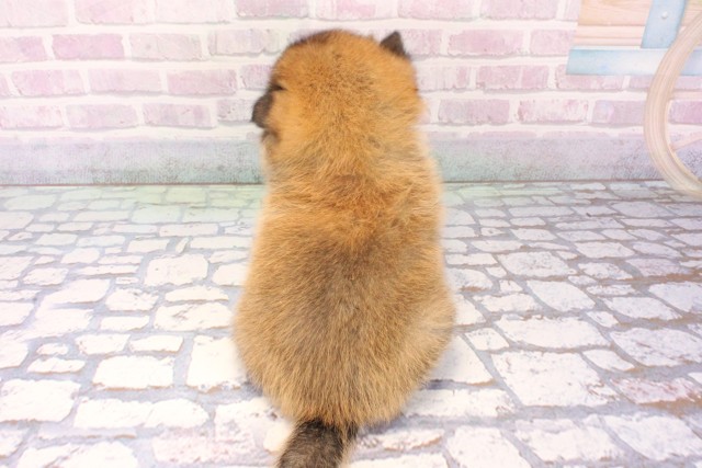 兵庫県のポメ柴/豆ポメ/ポメ豆柴(ポメラニアン×柴犬) (Coo&RIKU尼崎店/2025年11月20日生まれ/女の子/赤)の子犬の4枚目の画像