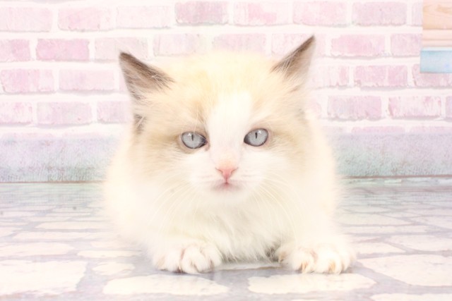 大阪府のラグドール (Coo&RIKU梅田店/2025年11月22日生まれ/男の子/シールポイントバイカラー)の子猫の1枚目の画像