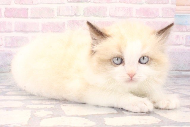 大阪府のラグドール (Coo&RIKU梅田店/2025年11月22日生まれ/男の子/シールポイントバイカラー)の子猫の2枚目の画像