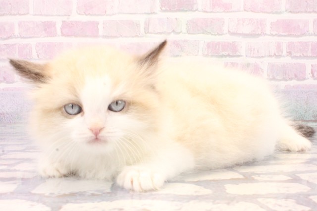 大阪府のラグドール (Coo&RIKU梅田店/2025年11月22日生まれ/男の子/シールポイントバイカラー)の子猫の3枚目の画像