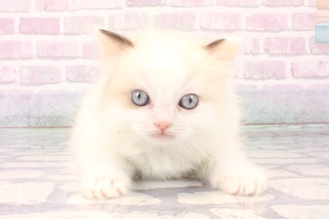 大阪府のラグドール (Coo&RIKU茶屋町店/2025年11月22日生まれ/男の子/シールポイントバイカラー)の子猫の1枚目の画像