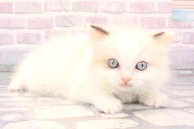 大阪府のラグドール (Coo&RIKU茶屋町店/2025年11月22日生まれ/男の子/シールポイントバイカラー)の子猫の2枚目の画像
