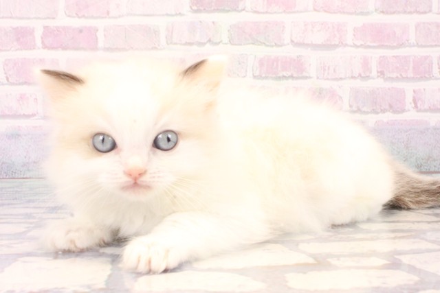 大阪府のラグドール (Coo&RIKU茶屋町店/2025年11月22日生まれ/男の子/シールポイントバイカラー)の子猫の3枚目の画像