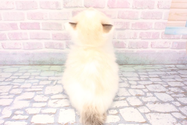 大阪府のラグドール (Coo&RIKU茶屋町店/2025年11月22日生まれ/男の子/シールポイントバイカラー)の子猫の4枚目の画像