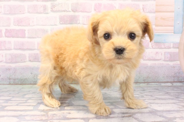 大阪府のマルプー(マルチーズ×プードル) (Coo&RIKU梅田店/2025年11月22日生まれ/女の子/クリーム)の子犬の2枚目の画像