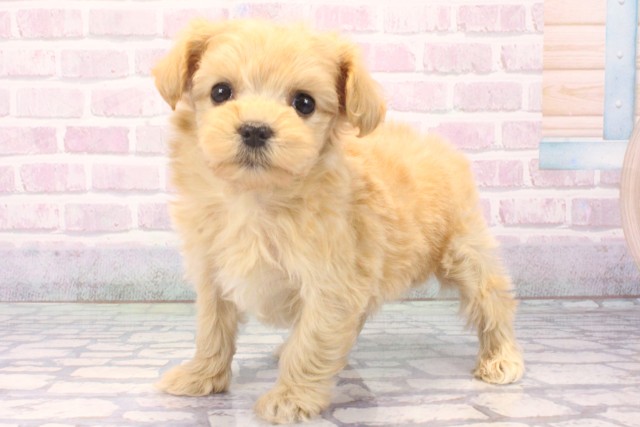 大阪府のマルプー(マルチーズ×プードル) (Coo&RIKU梅田店/2025年11月22日生まれ/女の子/クリーム)の子犬の3枚目の画像