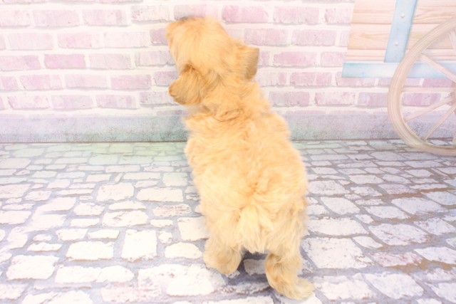 大阪府のマルプー(マルチーズ×プードル) (Coo&RIKU梅田店/2025年11月22日生まれ/女の子/クリーム)の子犬の4枚目の画像