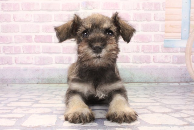 大阪府のミニチュアシュナウザー (Coo&RIKU高槻店/2025年11月22日生まれ/男の子/ソルトペッパー)の子犬の1枚目の画像