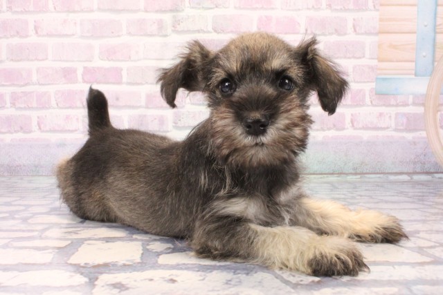 大阪府のミニチュアシュナウザー (Coo&RIKU高槻店/2025年11月22日生まれ/男の子/ソルトペッパー)の子犬の2枚目の画像