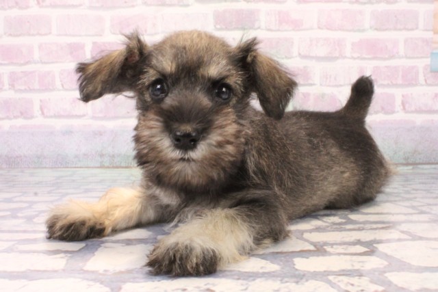 大阪府のミニチュアシュナウザー (Coo&RIKU高槻店/2025年11月22日生まれ/男の子/ソルトペッパー)の子犬の3枚目の画像