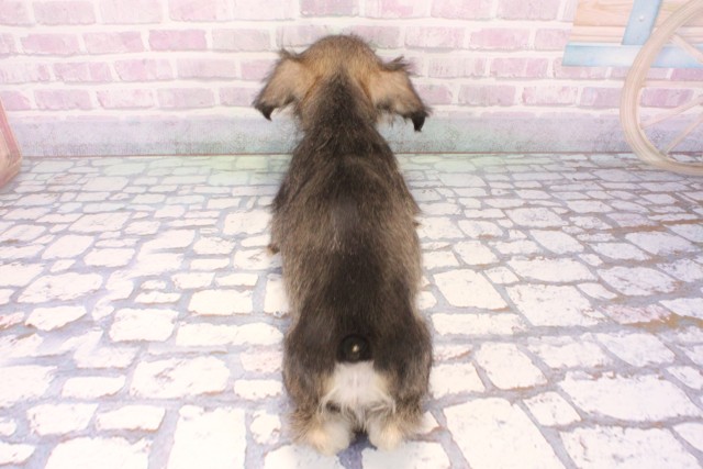 大阪府のミニチュアシュナウザー (Coo&RIKU高槻店/2025年11月22日生まれ/男の子/ソルトペッパー)の子犬の4枚目の画像