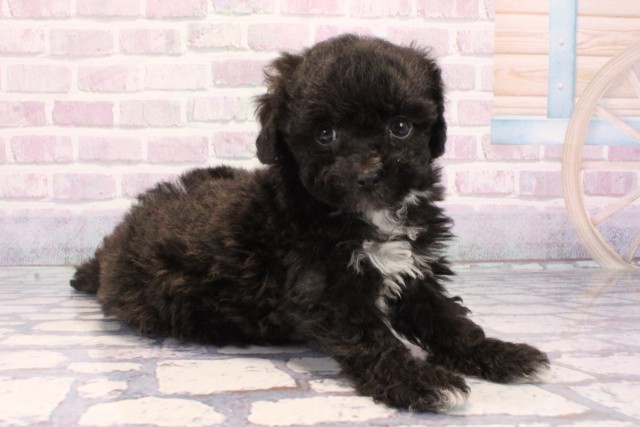 大阪府のマルプー(マルチーズ×プードル) (Coo&RIKU高槻店/2025年11月21日生まれ/男の子/ブラック)の子犬の2枚目の画像