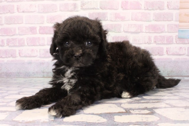 大阪府のマルプー(マルチーズ×プードル) (Coo&RIKU高槻店/2025年11月21日生まれ/男の子/ブラック)の子犬の3枚目の画像