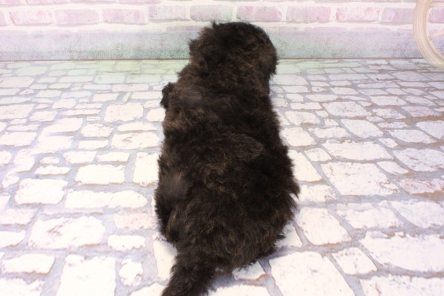 大阪府のマルプー(マルチーズ×プードル) (Coo&RIKU高槻店/2025年11月21日生まれ/男の子/ブラック)の子犬の4枚目の画像