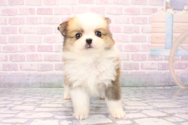 京都府のポメチワ/チワポメ/ポメチー(ポメラニアン×チワワ) (Coo&RIKU京都河原町店/2025年11月22日生まれ/男の子/レッドホワイト)の子犬の1枚目の画像