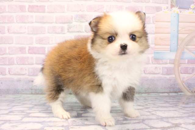 京都府のポメチワ/チワポメ/ポメチー(ポメラニアン×チワワ) (Coo&RIKU京都河原町店/2025年11月22日生まれ/男の子/レッドホワイト)の子犬の2枚目の画像