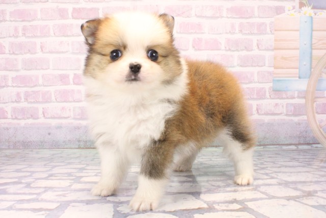 京都府のポメチワ/チワポメ/ポメチー(ポメラニアン×チワワ) (Coo&RIKU京都河原町店/2025年11月22日生まれ/男の子/レッドホワイト)の子犬の3枚目の画像