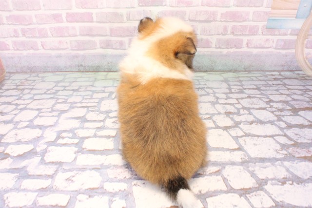 京都府のポメチワ/チワポメ/ポメチー(ポメラニアン×チワワ) (Coo&RIKU京都河原町店/2025年11月22日生まれ/男の子/レッドホワイト)の子犬の4枚目の画像