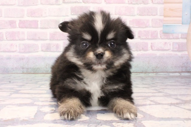 大阪府のポメチワ/チワポメ/ポメチー(ポメラニアン×チワワ) (Coo&RIKU梅田店/2025年11月22日生まれ/男の子/ブラックタン)の子犬の1枚目の画像