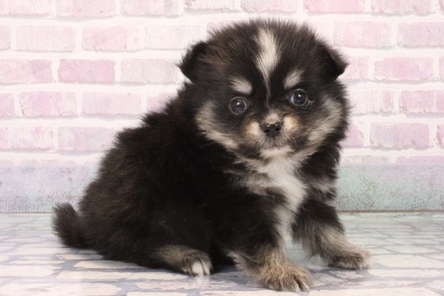 大阪府のポメチワ/チワポメ/ポメチー(ポメラニアン×チワワ) (Coo&RIKU梅田店/2025年11月22日生まれ/男の子/ブラックタン)の子犬の2枚目の画像