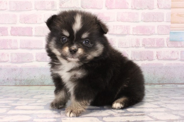 大阪府のポメチワ/チワポメ/ポメチー(ポメラニアン×チワワ) (Coo&RIKU梅田店/2025年11月22日生まれ/男の子/ブラックタン)の子犬の3枚目の画像