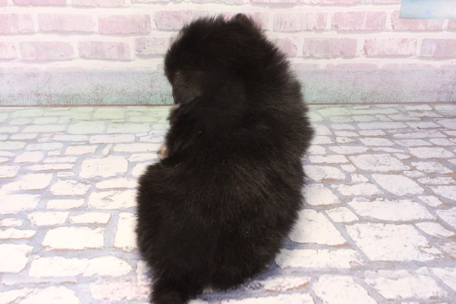 大阪府のポメチワ/チワポメ/ポメチー(ポメラニアン×チワワ) (Coo&RIKU梅田店/2025年11月22日生まれ/男の子/ブラックタン)の子犬の4枚目の画像