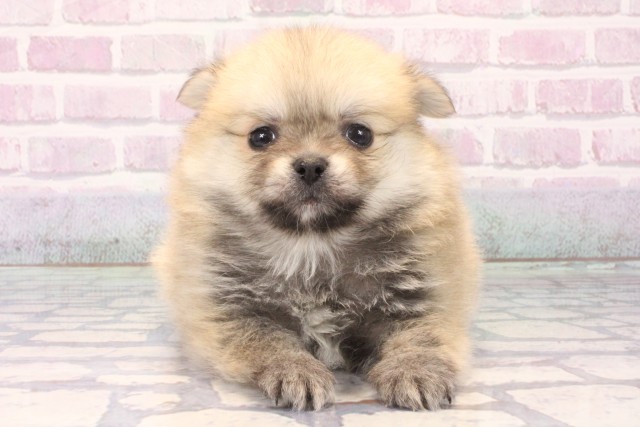 兵庫県のポメチワ/チワポメ/ポメチー(ポメラニアン×チワワ) (Coo&RIKU神戸三宮店/2025年11月22日生まれ/男の子/フォーン)の子犬の1枚目の画像