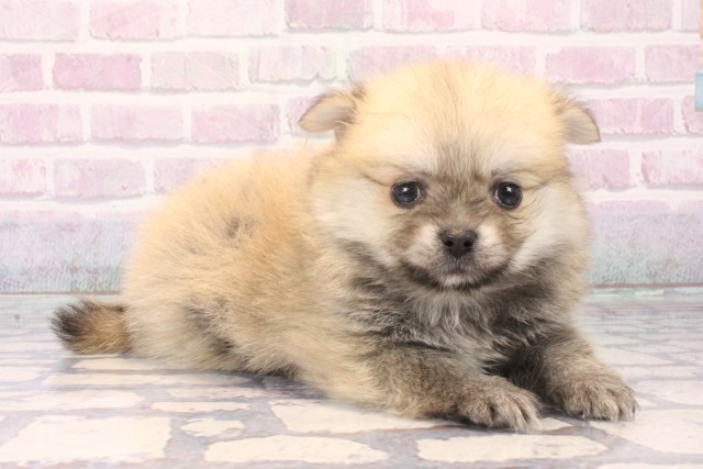 兵庫県のポメチワ/チワポメ/ポメチー(ポメラニアン×チワワ) (Coo&RIKU神戸三宮店/2025年11月22日生まれ/男の子/フォーン)の子犬の2枚目の画像