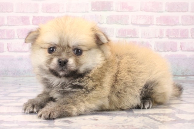 兵庫県のポメチワ/チワポメ/ポメチー(ポメラニアン×チワワ) (Coo&RIKU神戸三宮店/2025年11月22日生まれ/男の子/フォーン)の子犬の3枚目の画像