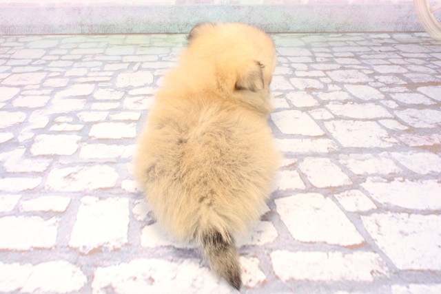 兵庫県のポメチワ/チワポメ/ポメチー(ポメラニアン×チワワ) (Coo&RIKU神戸三宮店/2025年11月22日生まれ/男の子/フォーン)の子犬の4枚目の画像