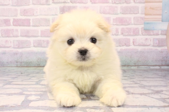 大阪府のポメマル/マルポメ(ポメラニアン×マルチーズ) (Coo&RIKU天王寺店/2025年11月22日生まれ/女の子/クリーム)の子犬の1枚目の画像