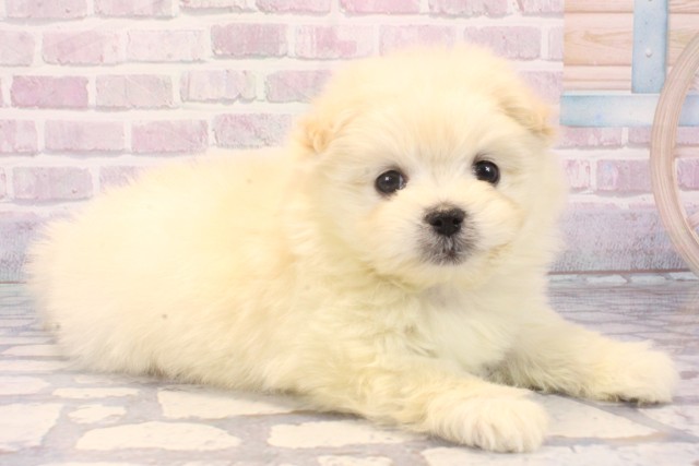 大阪府のポメマル/マルポメ(ポメラニアン×マルチーズ) (Coo&RIKU天王寺店/2025年11月22日生まれ/女の子/クリーム)の子犬の2枚目の画像