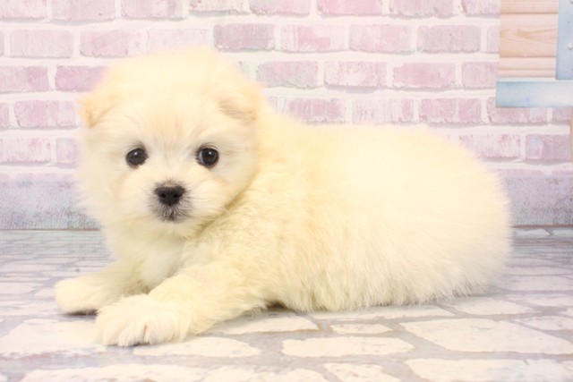大阪府のポメマル/マルポメ(ポメラニアン×マルチーズ) (Coo&RIKU天王寺店/2025年11月22日生まれ/女の子/クリーム)の子犬の3枚目の画像