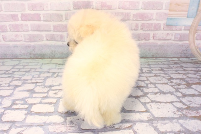 大阪府のポメマル/マルポメ(ポメラニアン×マルチーズ) (Coo&RIKU天王寺店/2025年11月22日生まれ/女の子/クリーム)の子犬の4枚目の画像