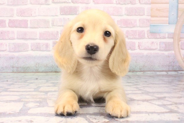 大阪府のミニチュアダックスフンド(ロング) (Coo&RIKU心斎橋店/2025年11月22日生まれ/男の子/イエロー)の子犬の1枚目の画像