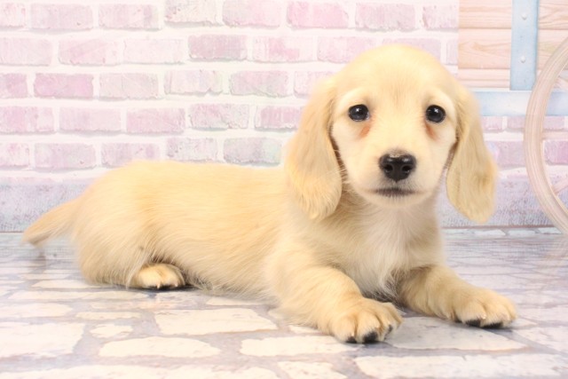 大阪府のミニチュアダックスフンド(ロング) (Coo&RIKU心斎橋店/2025年11月22日生まれ/男の子/イエロー)の子犬の2枚目の画像