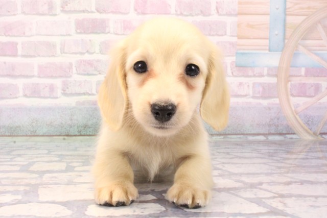 大阪府のミニチュアダックスフンド(ロング) (Coo&RIKU天王寺店/2025年11月22日生まれ/男の子/イエロー)の子犬の1枚目の画像