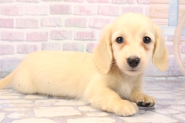 大阪府のミニチュアダックスフンド(ロング) (Coo&RIKU天王寺店/2025年11月22日生まれ/男の子/イエロー)の子犬の2枚目の画像