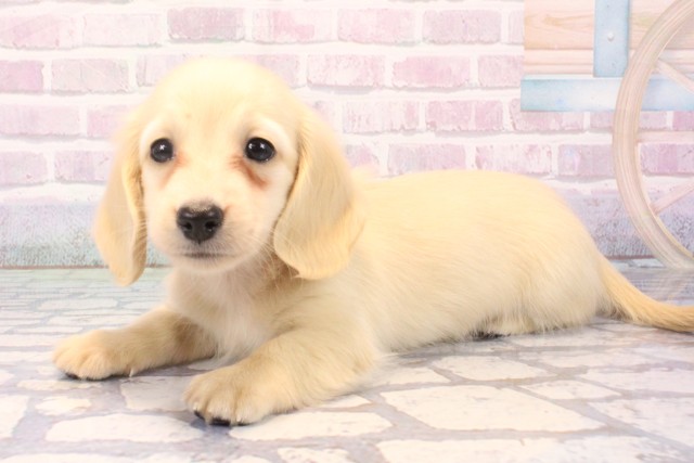 大阪府のミニチュアダックスフンド(ロング) (Coo&RIKU天王寺店/2025年11月22日生まれ/男の子/イエロー)の子犬の3枚目の画像