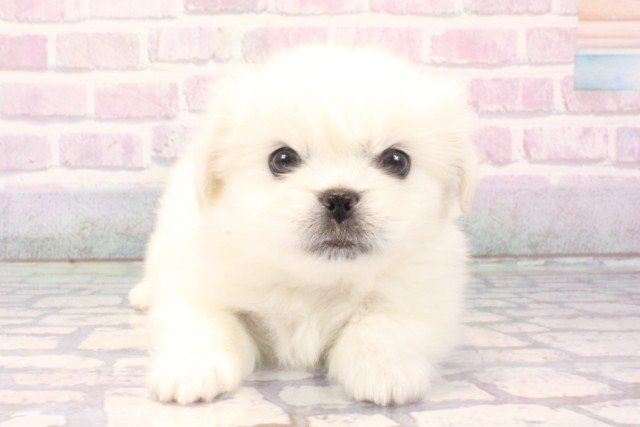 大阪府のペキマル/マルペキ(ペキニーズ×マルチーズ) (Coo&RIKU心斎橋店/2025年11月22日生まれ/男の子/ホワイト)の子犬の1枚目の画像