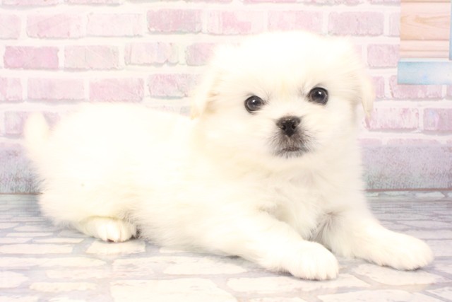 大阪府のペキマル/マルペキ(ペキニーズ×マルチーズ) (Coo&RIKU心斎橋店/2025年11月22日生まれ/男の子/ホワイト)の子犬の2枚目の画像