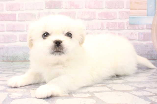 大阪府のペキマル/マルペキ(ペキニーズ×マルチーズ) (Coo&RIKU心斎橋店/2025年11月22日生まれ/男の子/ホワイト)の子犬の3枚目の画像